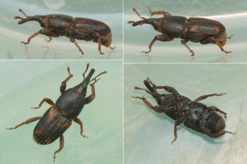 Sitophilus oryzae